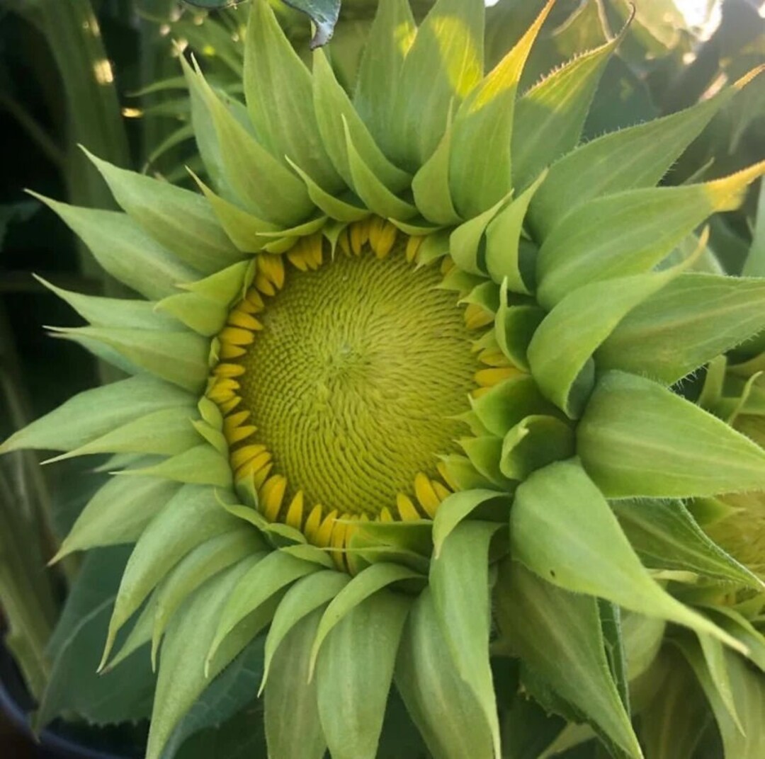 USA SELLER Sunfill Green Sunflower 10 Seeds F1 Helianthus Annuus Etsy