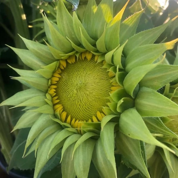 Green Sunflower Etsy