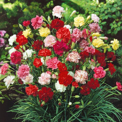USA SELLER Jeanne Dionis Carnation 25 Seeds HEIRLOOM Etsy