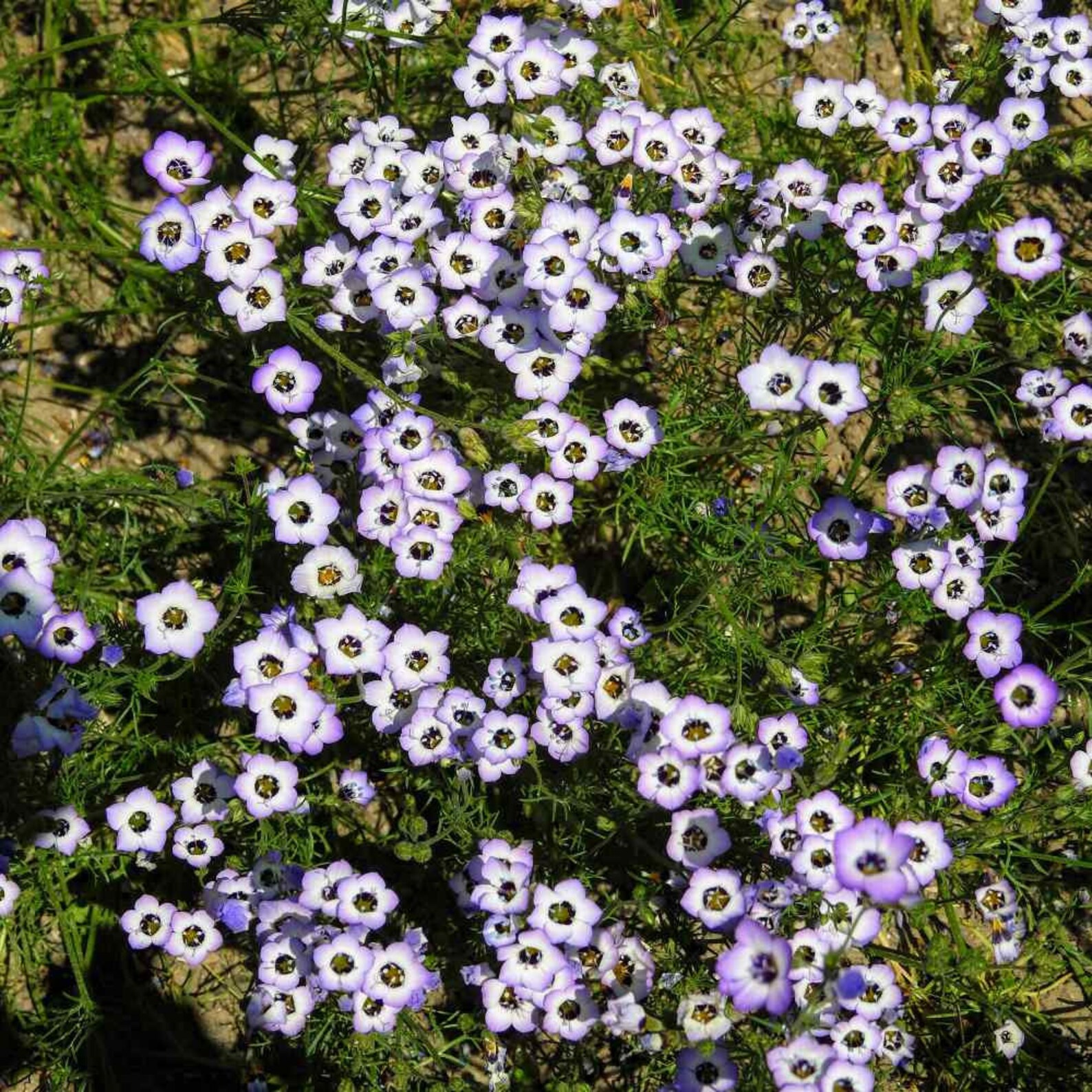 USA SELLER Gilia Tricolor Bird's Eye Seeds 25 seeds Etsy