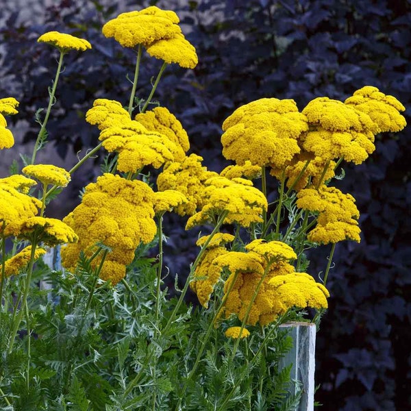 USA SELLER Parker Yellow Yarrow Seeds 100 seeds HEIRLOOM Achillea millefolium