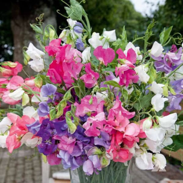 USA SELLER Dwarf Bijou Sweet Pea Mix 15 seeds HEIRLOOM Lathyrus odoratus