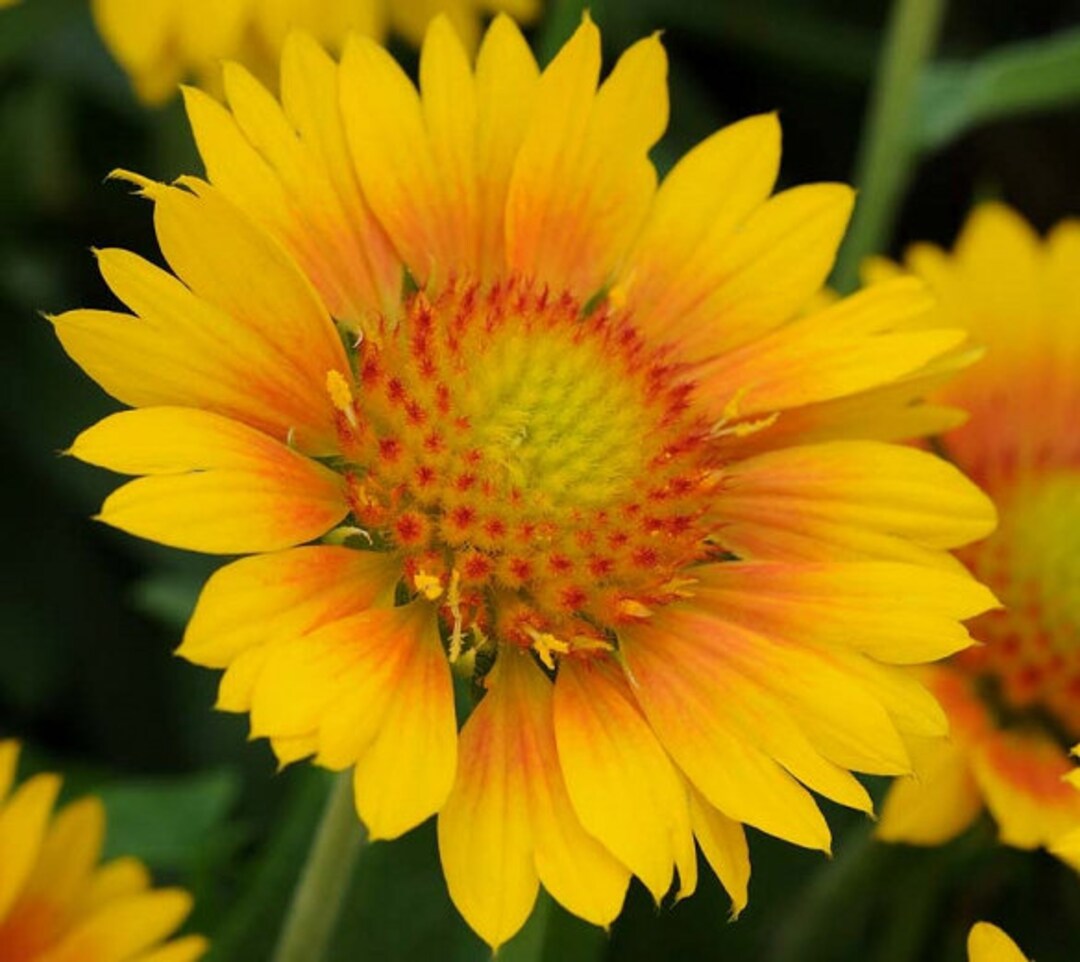 USA SELLER Yellow Blanket Flower Gaillardia 50 Seeds HEIRLOOM Etsy