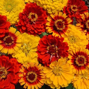 VENDEDOR DE EE.UU. Mezcla al sur de la frontera Zinnia 25 semillas HEIRLOOM Zinnia elegans