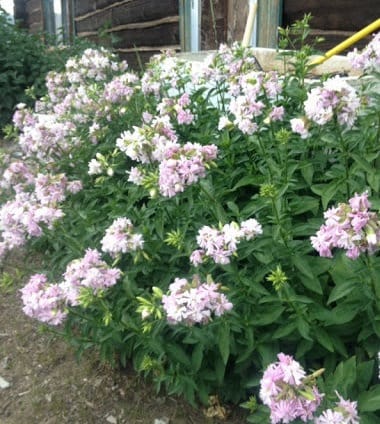 USA SELLER  Bouncing Bet Soapwort Seeds 100 seeds HEIRLOOM Saponaria officinalis