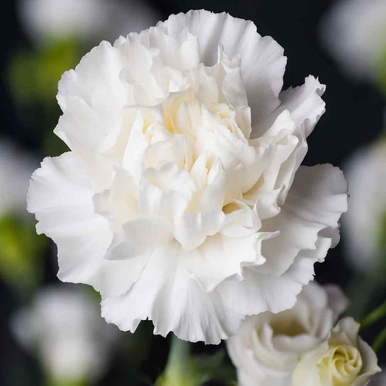 USA SELLER White Carnation 25 Seeds Heirloomdianthus Etsy
