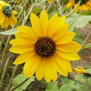 USA SELLER Wild Sunflower 25 seeds HEIRLOOM Helianthus annuus