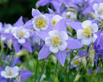 USA SELLER Rocky Mountain Blue Columbine 50 seeds HEIRLOOM Aquilegia coerulea