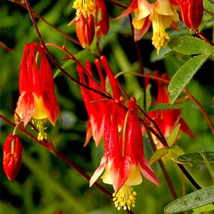 USA SELLER Eastern Red & Yellow Columbine 50 seeds HEIRLOOM Aquilegia coerulea