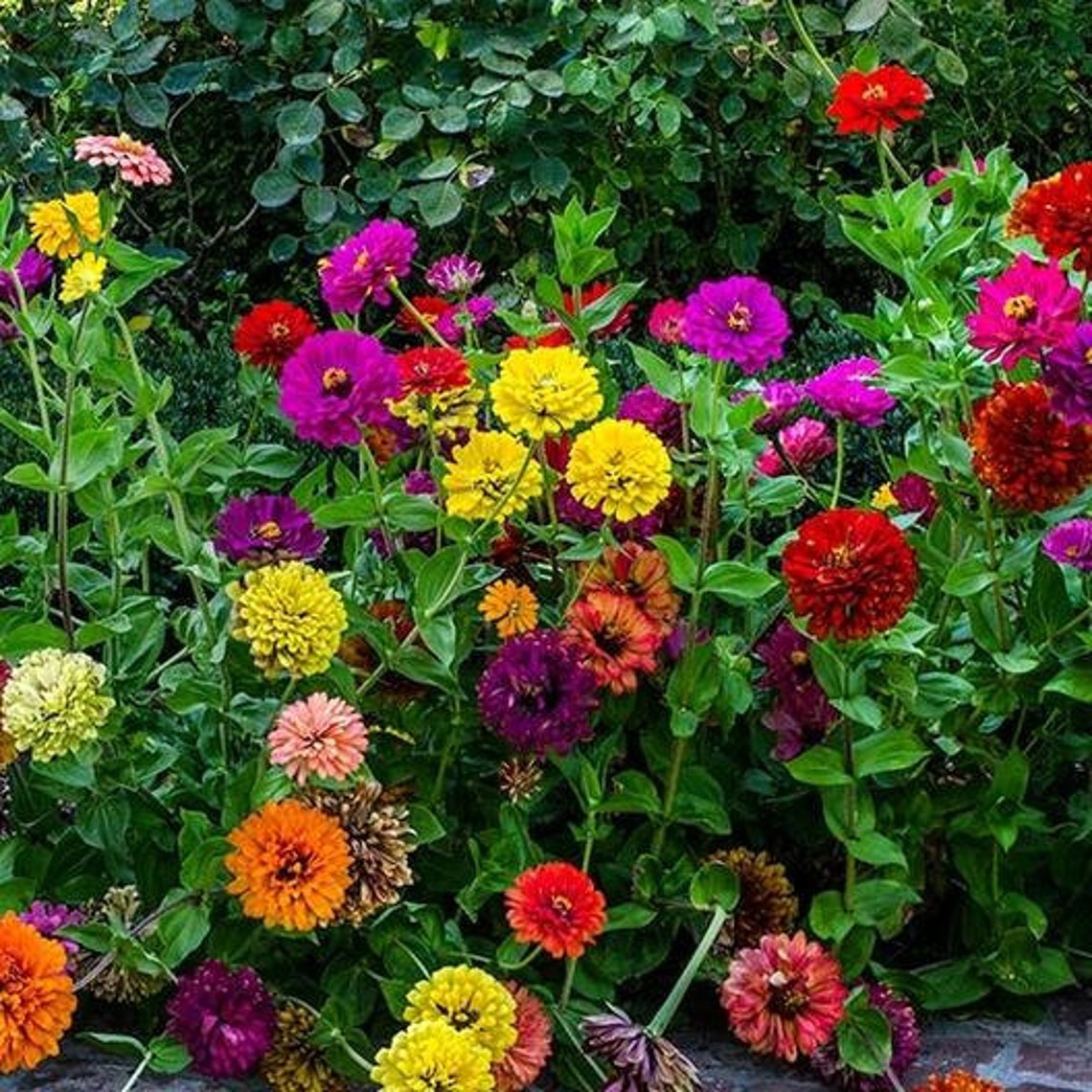 USA SELLER State Fair Zinnia Mix 25 Seeds HEIRLOOM Etsy