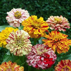 USA SELLER Candy Stripe Mixed Zinnia Mix 25 semillas HEIRLOOM Zinnia elegans