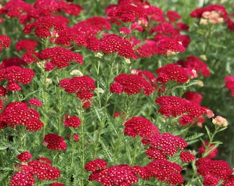 USA SELLER Rubra Red Yarrow Seeds 100 seeds HEIRLOOM Achillea millefolium