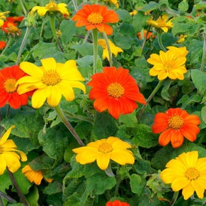 USA SELLER Mexican Sunflower Mix 25 seeds HEIRLOOM Helianthus annuus