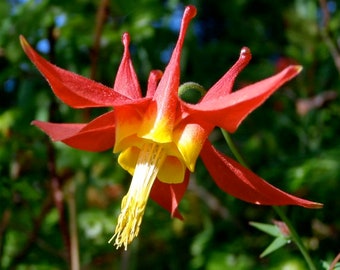 USA SELLER Western Red & Yellow Columbine 50 seeds HEIRLOOM Aquilegia coerulea