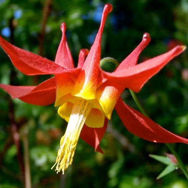 USA SELLER Western Red & Yellow Columbine 50 seeds HEIRLOOM Aquilegia coerulea