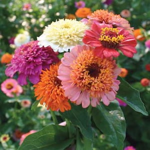 USA VENDEDOR Candy Mix Zinnia 25 semillas HEIRLOOM Zinnia elegans