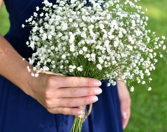 USA SELLER White Annual Babies Breath 500 seeds HEIRLOOM Gypsophila elegans