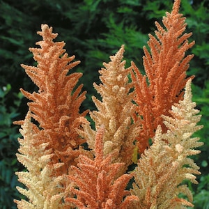 May include: Close-up of several tall, textured flower plumes in shades of orange and cream. The flowers have a spiky, feathery appearance, with a blurred green background. The image showcases the natural beauty of the plant.