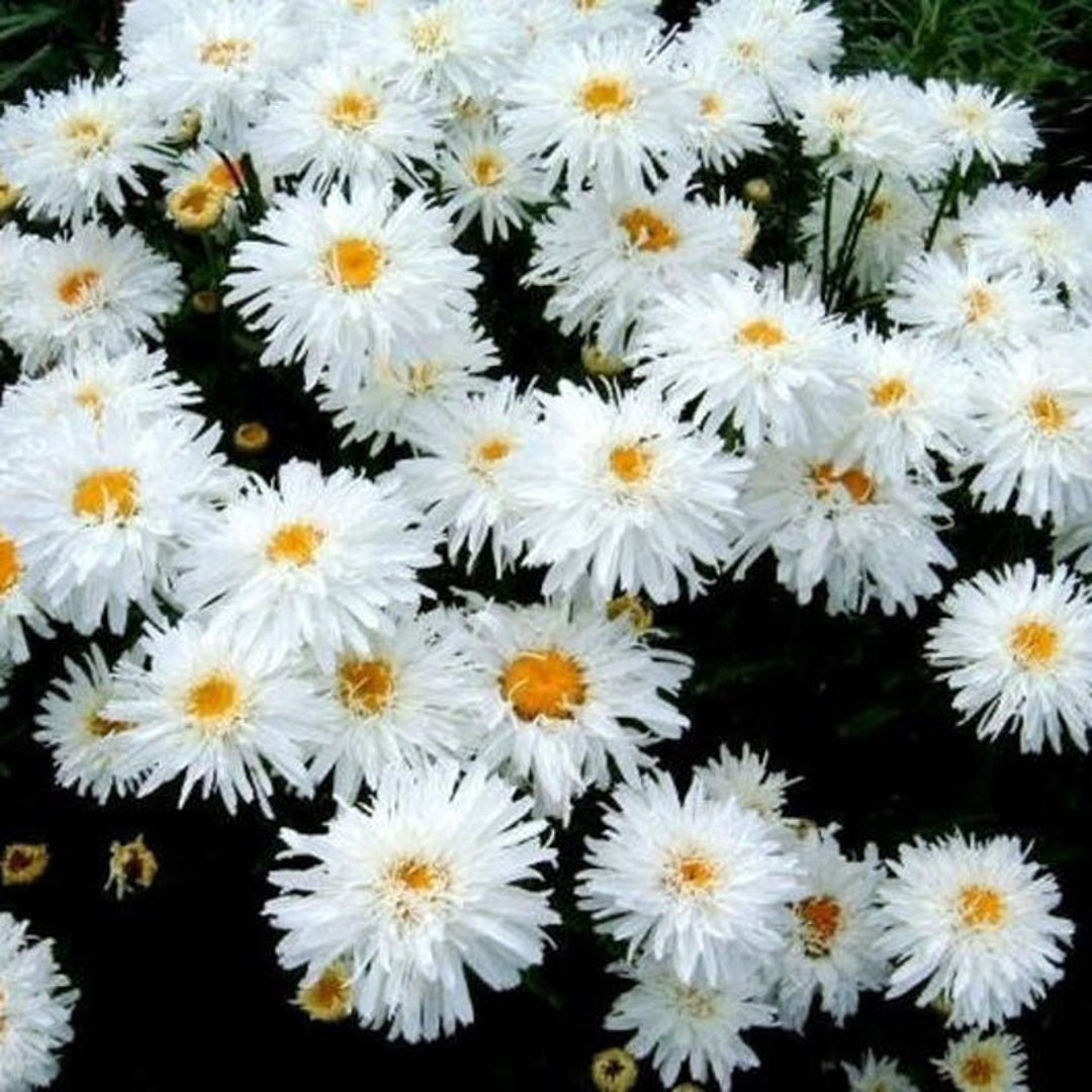 USA SELLER Crazy Daisy 10 Seedsleucanthemum Superbum Etsy