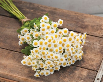 USA SELLER Feverfew Seeds 50 seeds HEIRLOOM Tanacetum parthenium