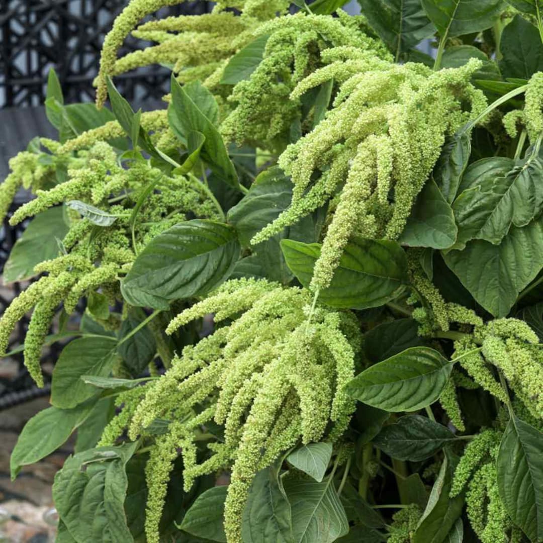 USA SELLER Green Love Lies Bleeding Amaranth Seeds 100 Seeds HEIRLOOM