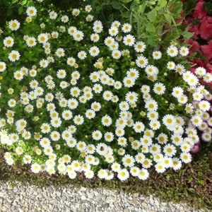 USA SELLER Creeping Daisy 250 seeds HEIRLOOM Chrysanthemum paludosum