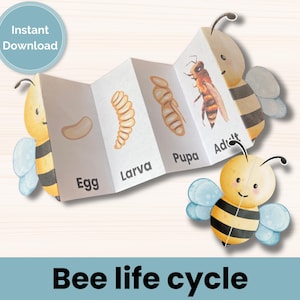 Bee life cycle learning activity for kids, bee classroom study unit, life cycle of a bee, insect life cycle, foldable craft activity.