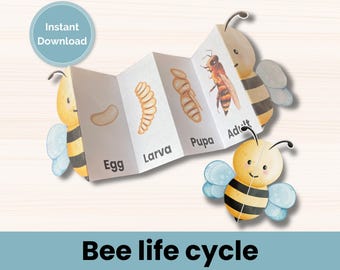 Bee life cycle learning activity for kids, bee classroom study unit, life cycle of a bee, insect life cycle, foldable craft activity.