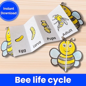 Bee life cycle learning activity for kids, classroom bee study unit, life cycle of a bee, insect life cycle, cut and color craft activity.