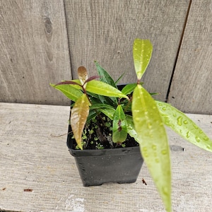 Very Rare Syzygium jambos seedling Crisp Tropical Apple