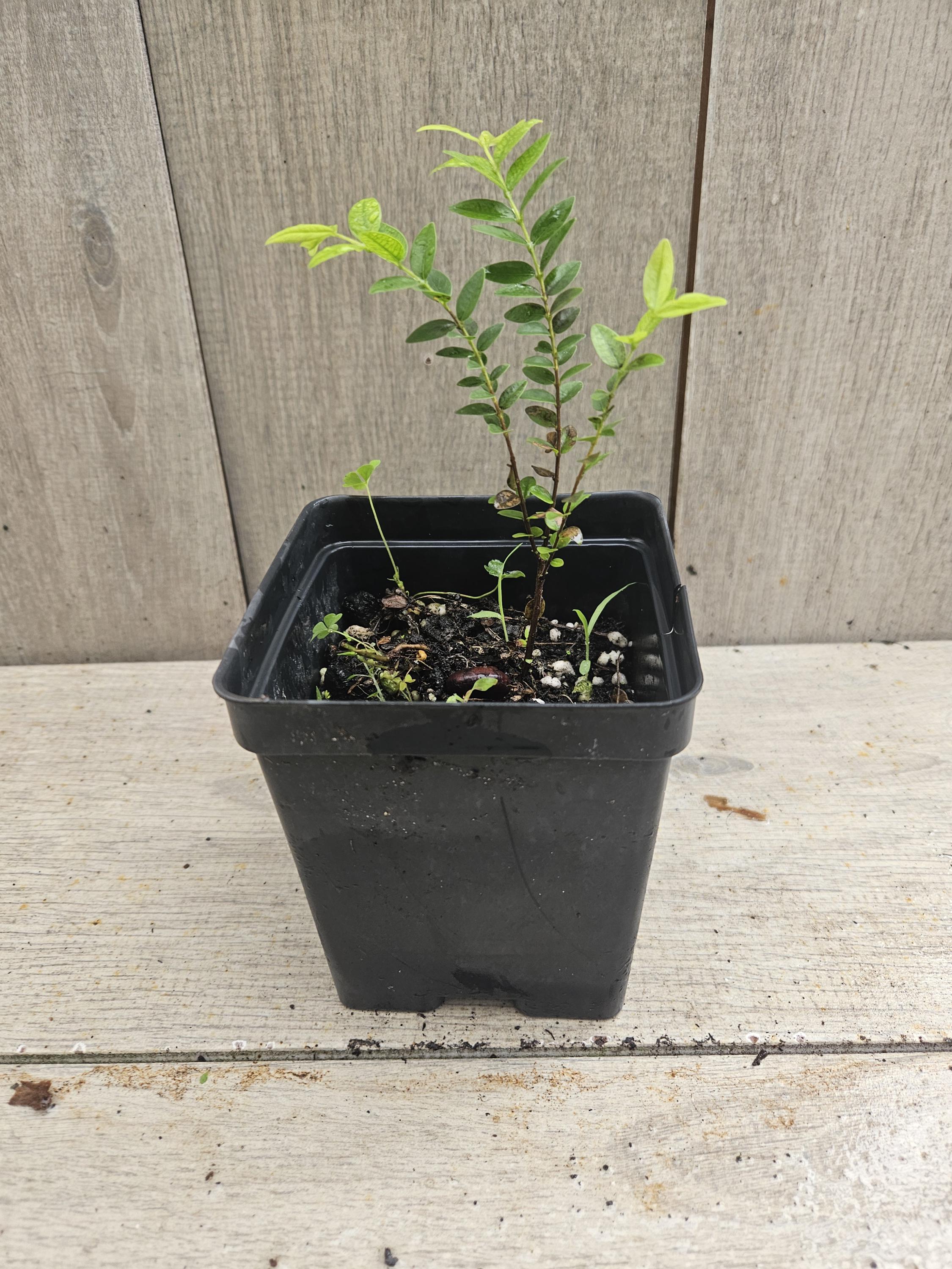 Very Rare Myrciaria Sp. Pastora Seedling - Etsy