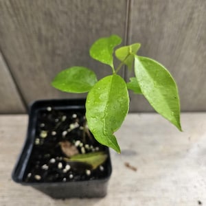 Ultra Rare Plinia Calusia var Huitoto Jaboticaba with abundant flesh