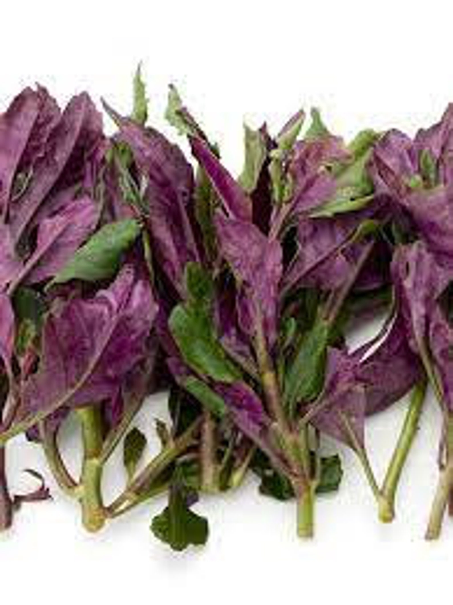 5 Organic Okinawa Spinach Cuttings gynura Bicolor Plants Etsy