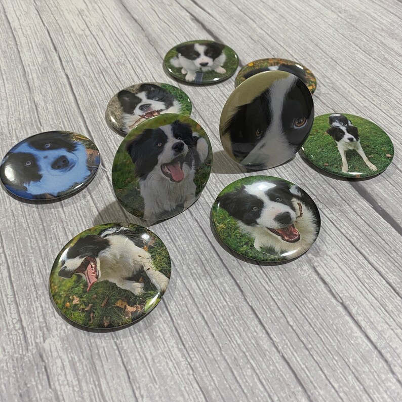 May include: A set of ten round, black and white border collie dog pinback buttons. Each button features a different image of a border collie dog.