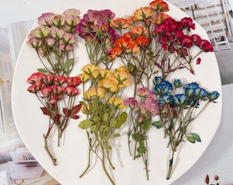 Pressed Dried Multiple - Buds Rose with Stem