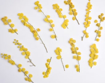 Può includere: Uno sfondo bianco con rametti di fiori di mimosa gialli disposti in uno schema simmetrico.