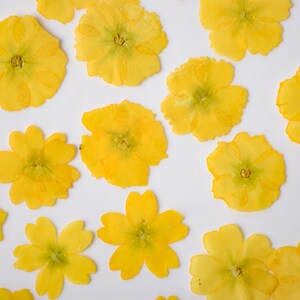 12-Piece Dried Pressed Winter Jasmine