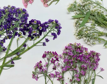 8-Piece Dried Pressed Sweet William