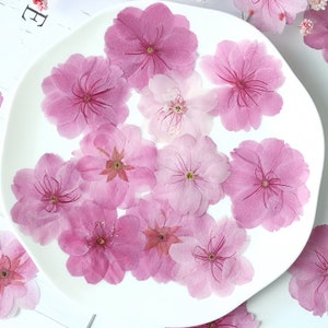 12-Piece Pressed Cherry Blossom | March Birth Flower