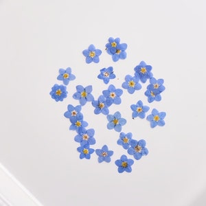 Könnte beinhalten: Eine Sammlung getrockneter Vergissmeinnicht-Blüten, die auf einem weißen Hintergrund angeordnet sind. Die Blüten sind hellblau mit gelben Zentren.