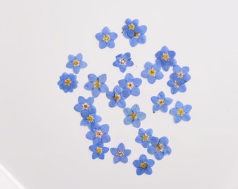 Può includere: Una collezione di fiori di nontiscordardime dimenticati essiccati disposti su uno sfondo bianco. I fiori sono di colore azzurro chiaro con centri gialli.