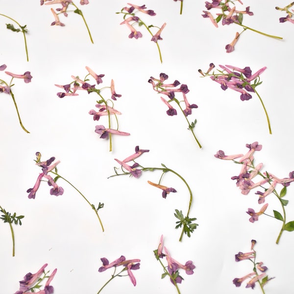 12-Piece Pressed Corydalis Edulis