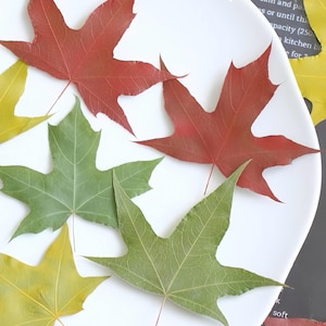 May include: Overhead shot of a white plate with colorful fall leaves. The leaves are in shades of red, green, and yellow. The leaves have a maple leaf shape and are arranged on the plate.