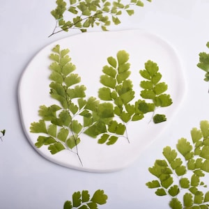 10-Piece Dried Pressed Maidenhair Fern