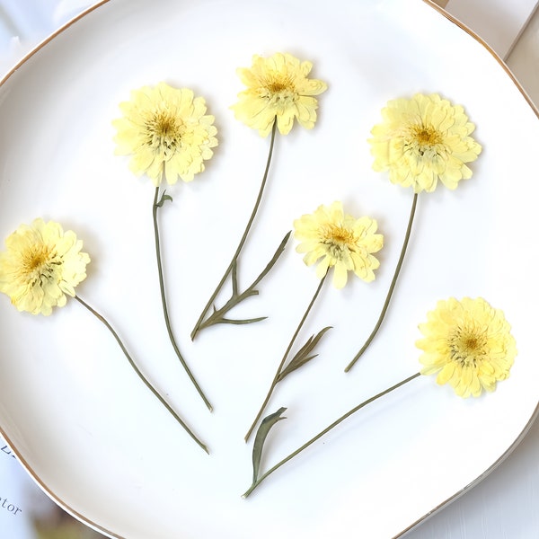 12-Piece Dried Pressed Helichrysum