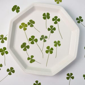 May include: A white octagonal plate with a decorative border, filled with pressed four-leaf clovers. The clovers are arranged in a random pattern, with some overlapping. The plate is on a white background.