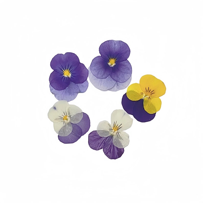 May include: Five pressed flowers, including purple, yellow, and white pansies. The flowers are arranged in a circle on a white background.
