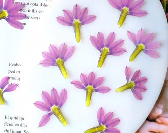 Può includere: Una collezione di dieci fiori viola pressati con centri gialli. I fiori sono disposti su una superficie bianca.