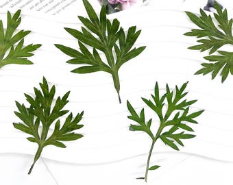 12-Piece Dried Pressed mugwort leaf | Edible