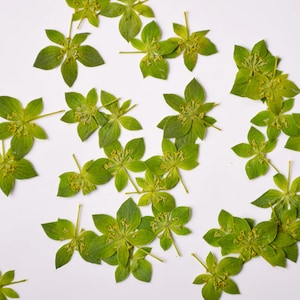 May include: A white background with green leaves arranged in a symmetrical pattern. The leaves have small yellow flowers in the center.